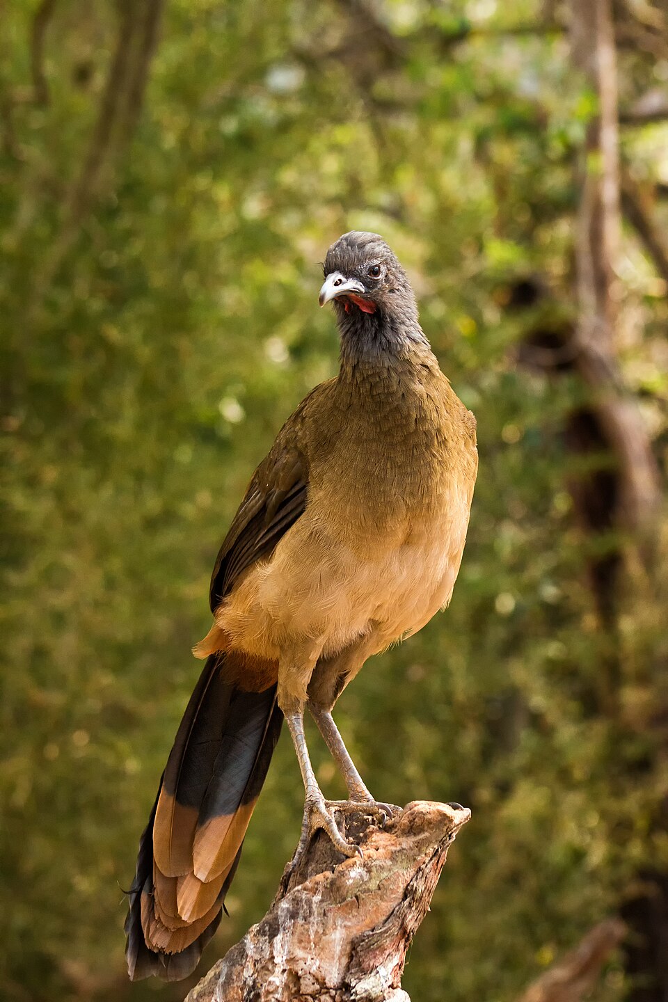 Chachalaca — a ground bird found in South Texas