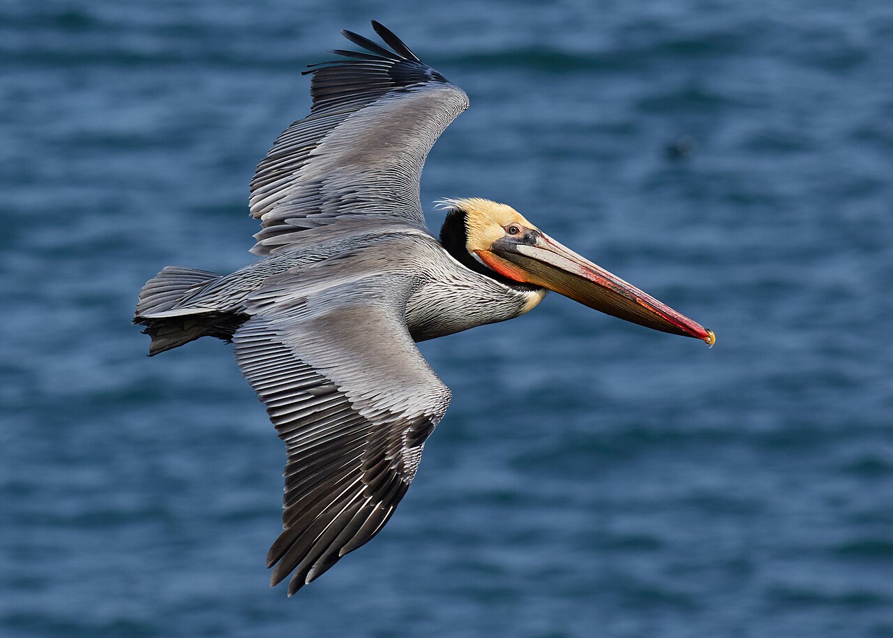 Brown Pelican — a wader bird found in South Texas