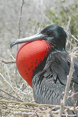 Frigatebird — a raptor bird found in South Texas