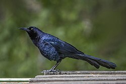 Grackle — a perch bird found in South Texas