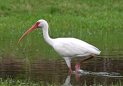 Ibis — a wader bird found in South Texas