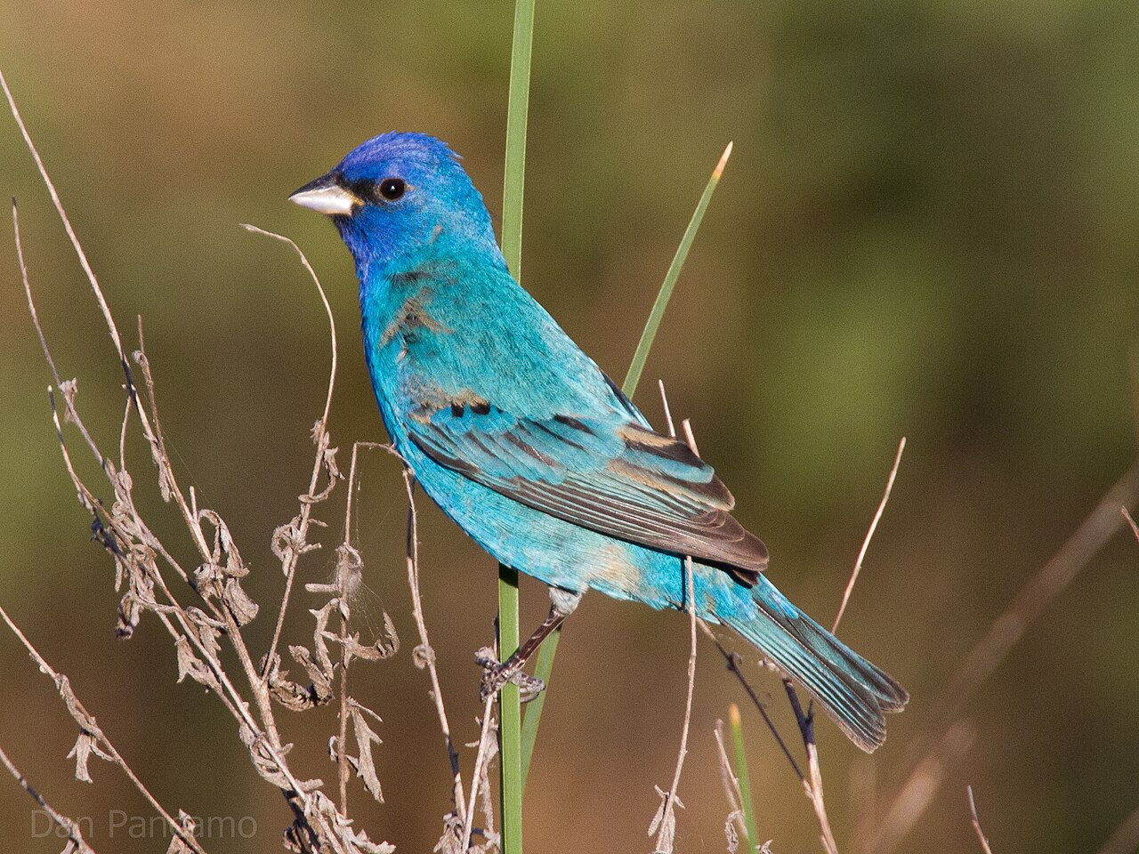 Indigo Bunting — Arts Business Incubator, SPI