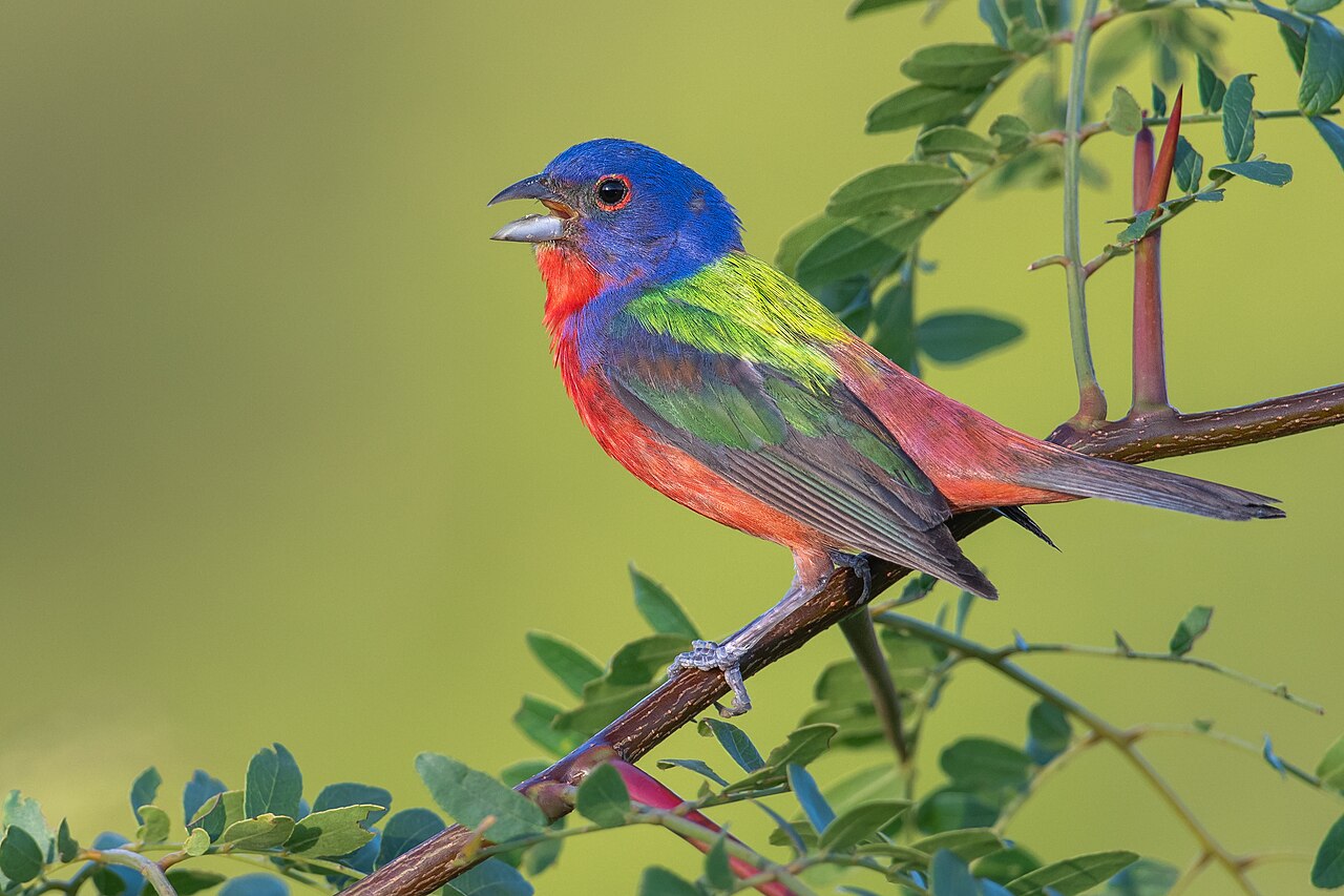 Painted Bunting — a perch bird found in South Texas