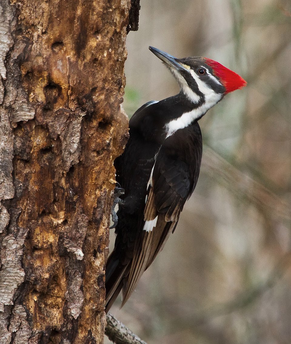 Pileated Woodpecker — Sandbox Inn, SPI