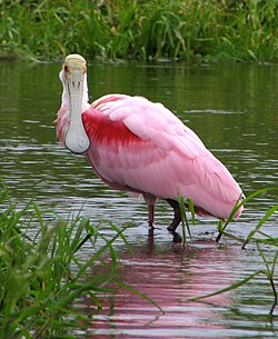 Roseate Spoonbill — a wader bird found in South Texas