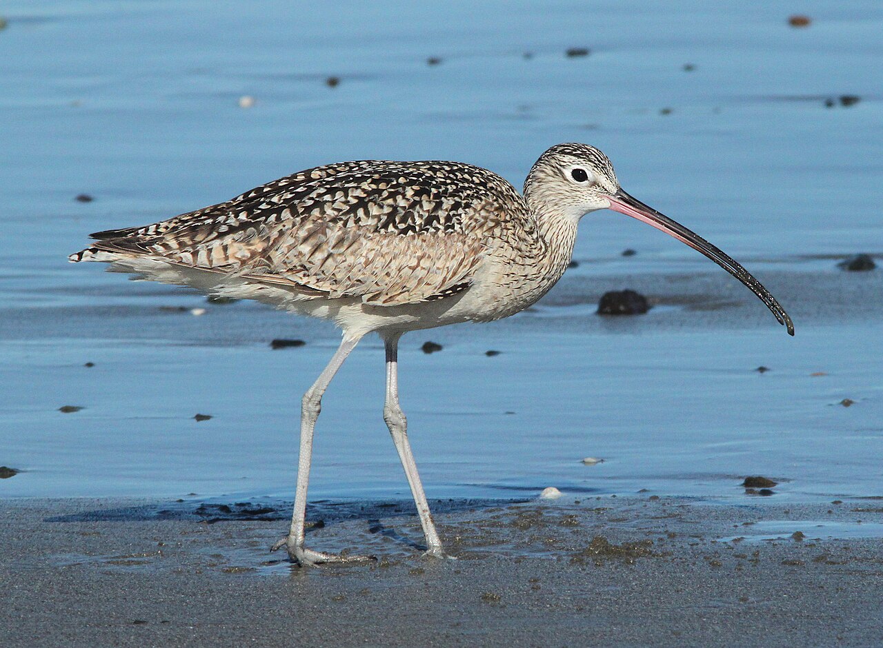 Sandpiper — a wader bird found in South Texas