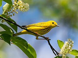 Yellow Warbler — a perch bird found in South Texas