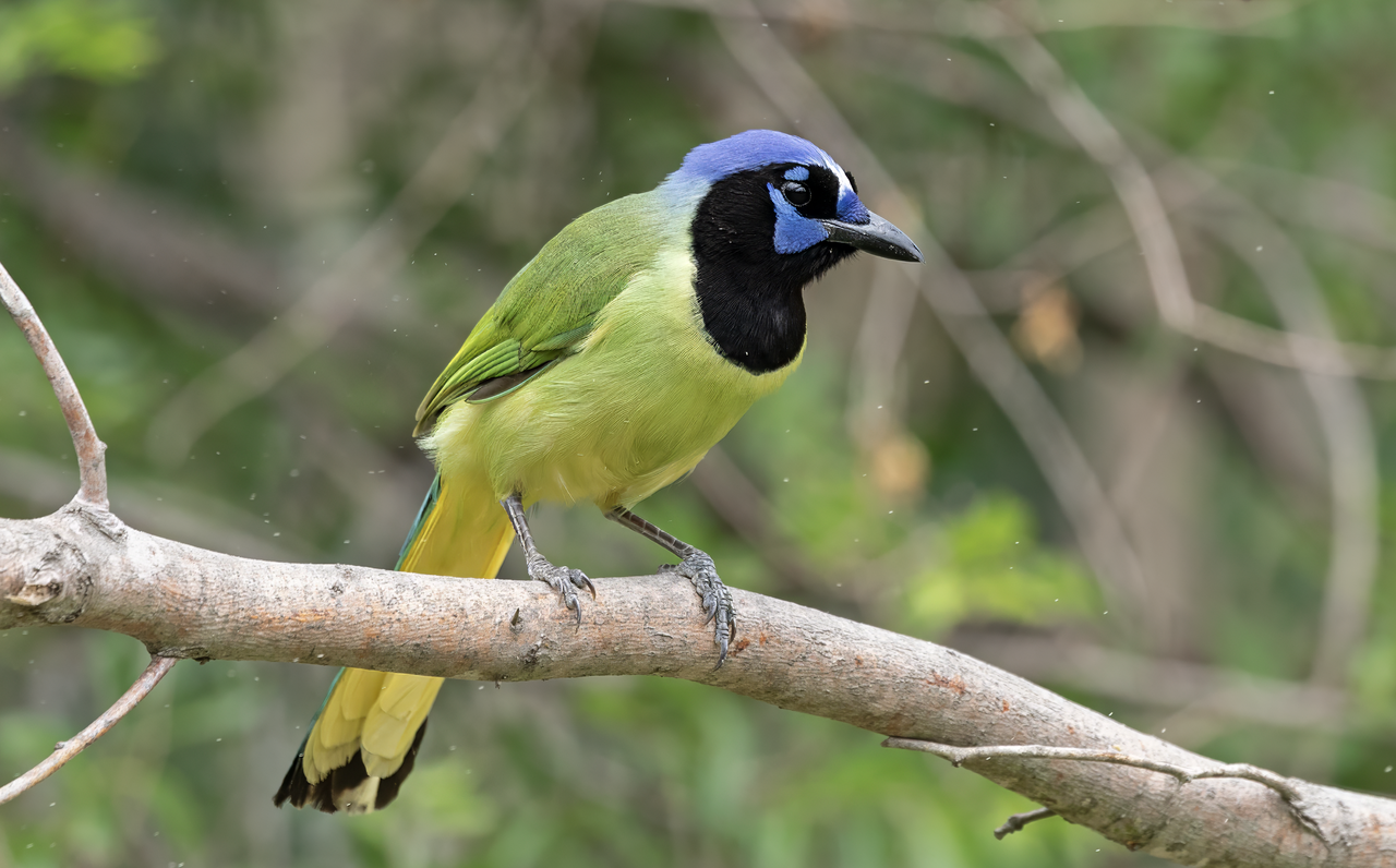 Green Jay — a perch bird found in South Texas