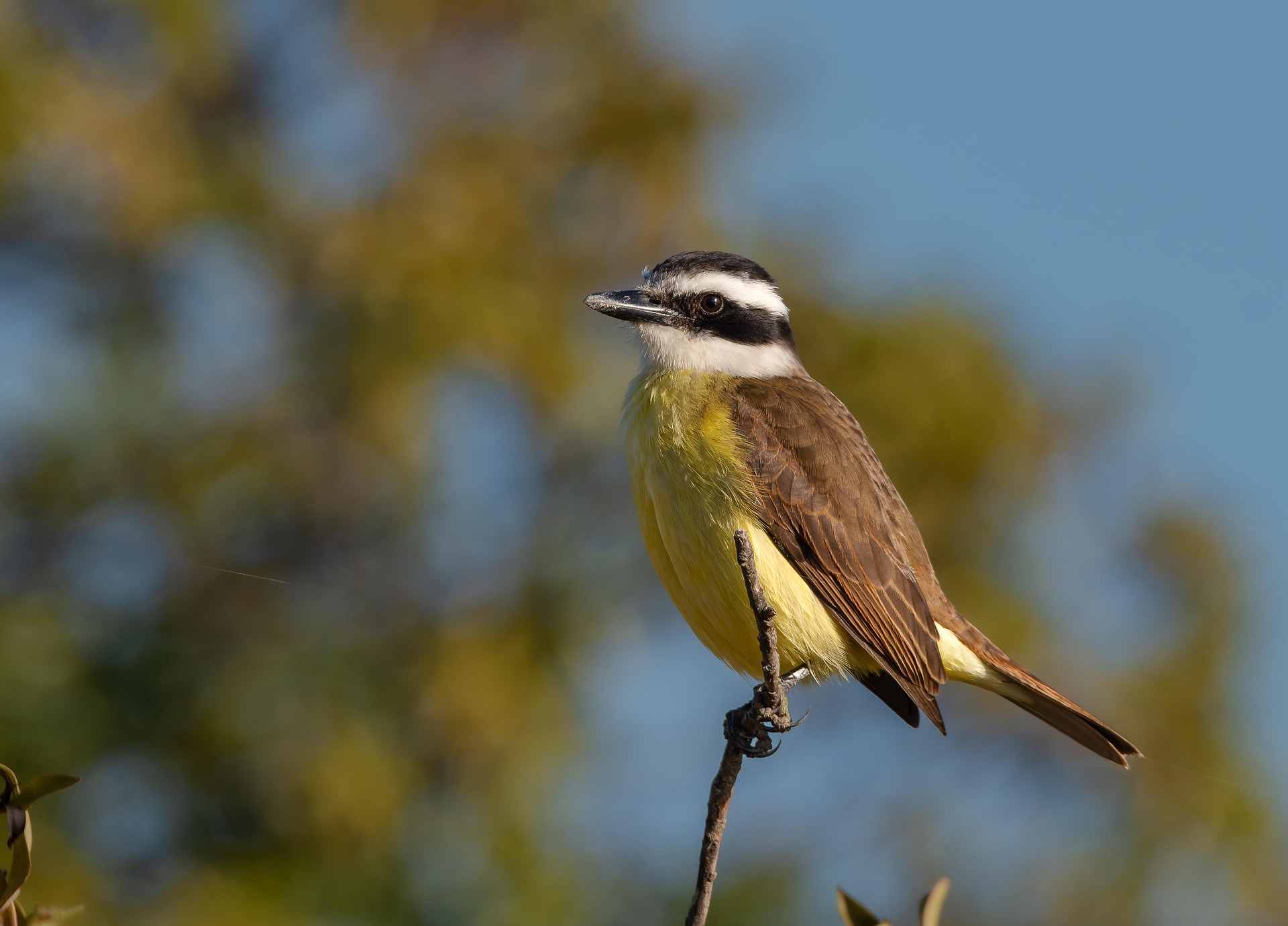 Great Kiskadee — a perch bird found in South Texas